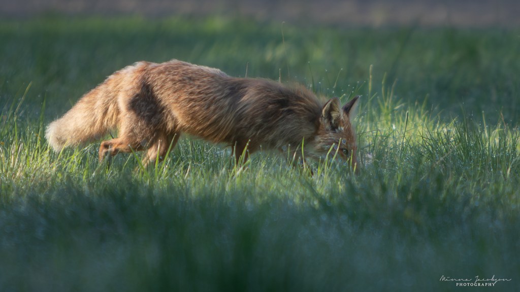 Fox, vulpes vulpes, Finnish nature, wildlife photography, copyright Minna Jacobson, Lohja, Finland. 