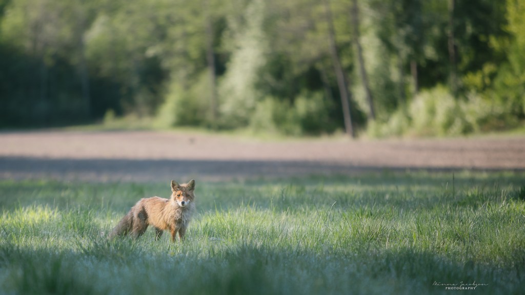 Fox, vulpes vulpes, Finnish nature, wildlife photography, copyright Minna Jacobson, Lohja, Finland. 