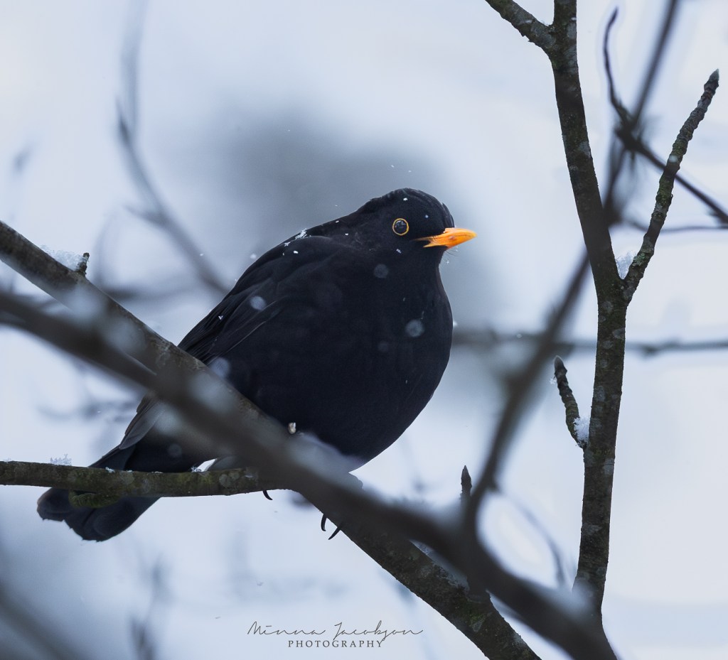 Blackbird in snow. Finland. Bird photography in winter.