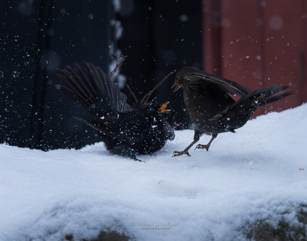 Blackbird in snow. Finland. Bird photography in winter.