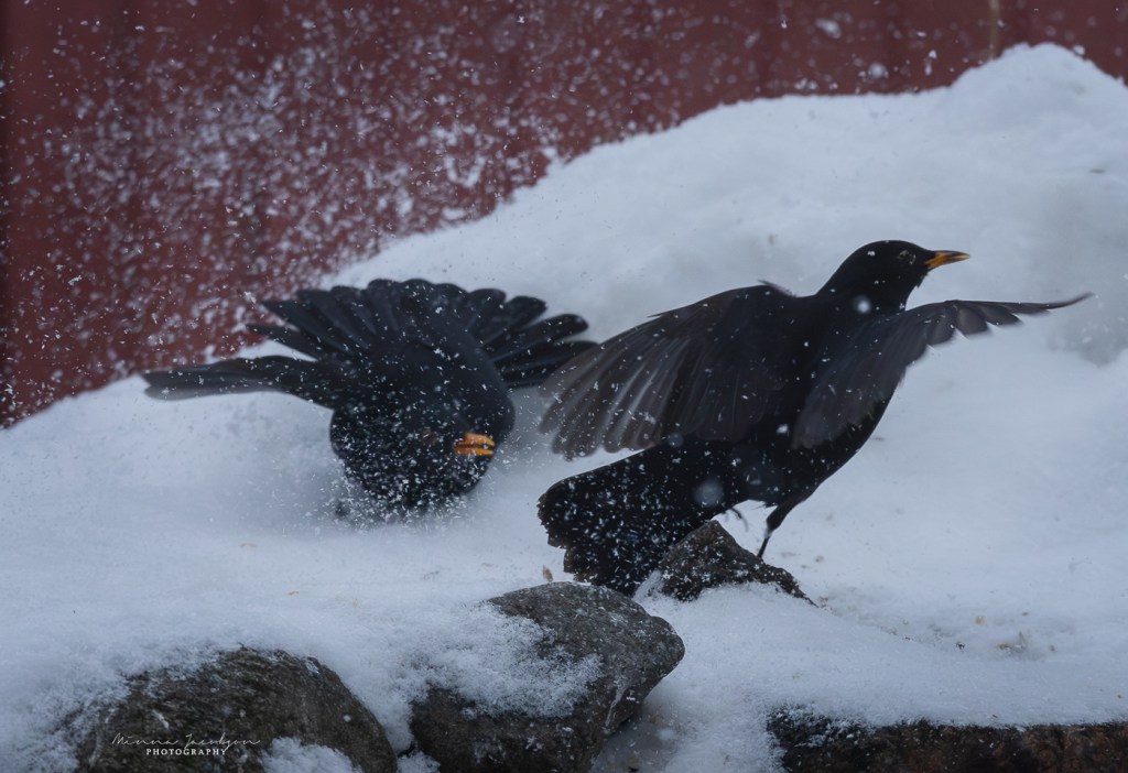Blackbirds in snow. Finland. Bird photography in winter.