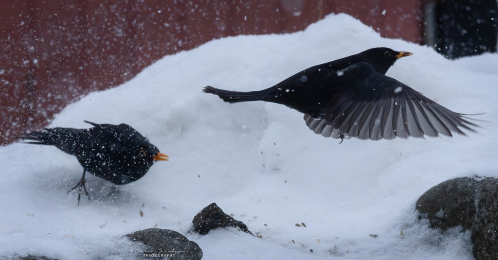 Blackbirds in snow. Finland. Bird photography in winter.