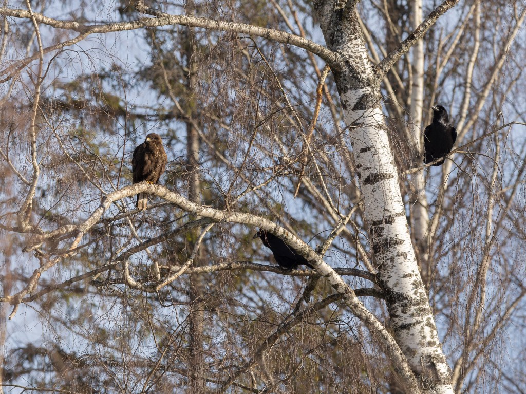 A buzzard and two ravens perched on tree branches in a winter forest, observing their surroundings.