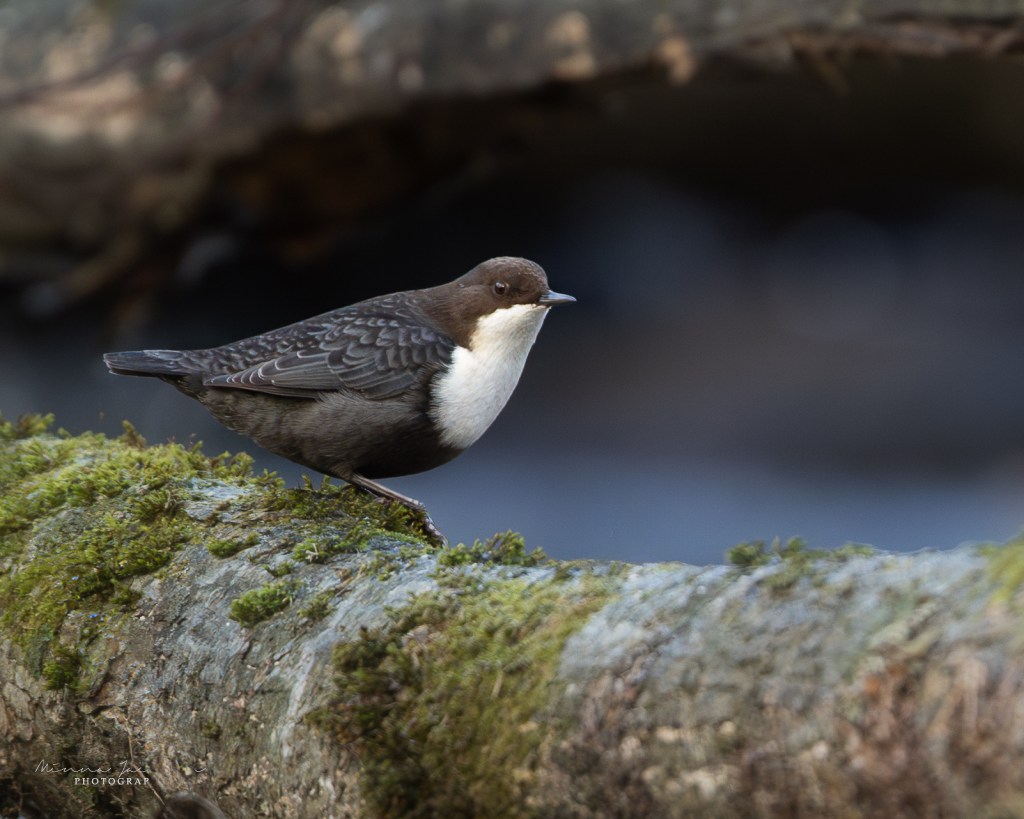 Dipper, white-troathed dipper, river, stream, bird photography, winter photography, Finland