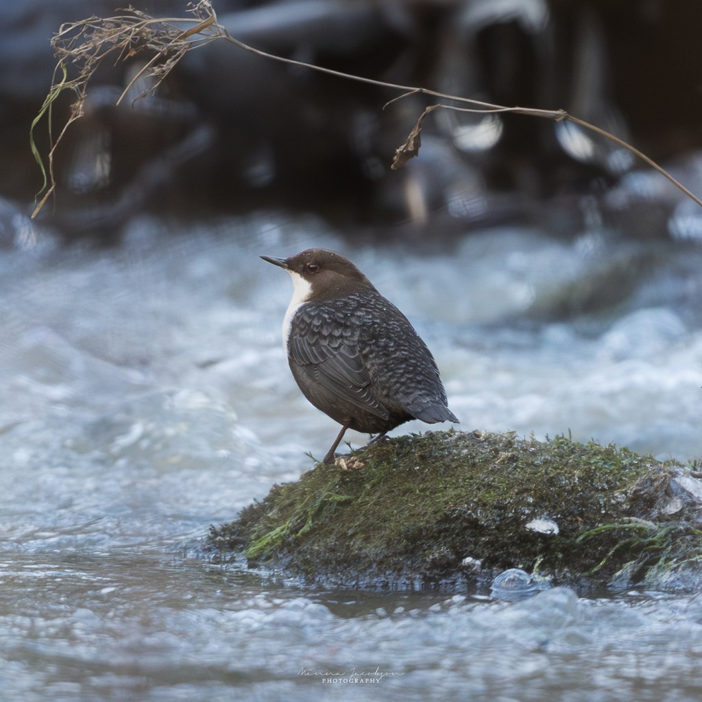 Dipper, white-troathed dipper, river, stream, bird photography, winter photography, Finland