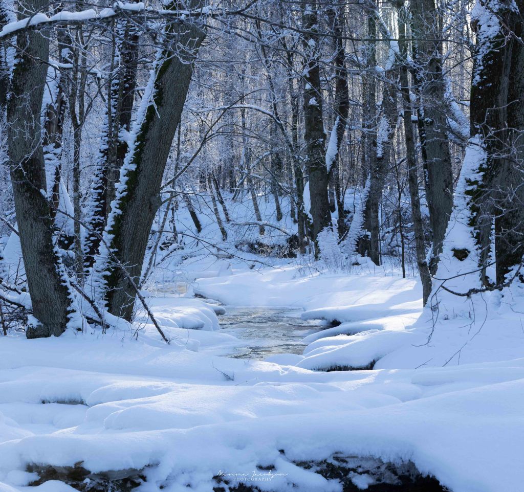 Dipper, white-troathed dipper, river, stream, bird photography, winter photography, Finland