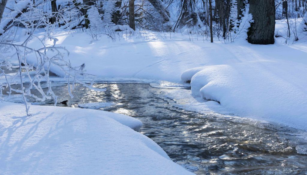 Dipper, white-troathed dipper, river, stream, bird photography, winter photography, Finland