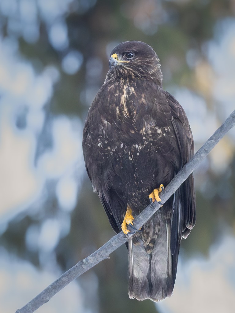 A Eurasian buzzard perched on a branch, calmly scanning the environment.