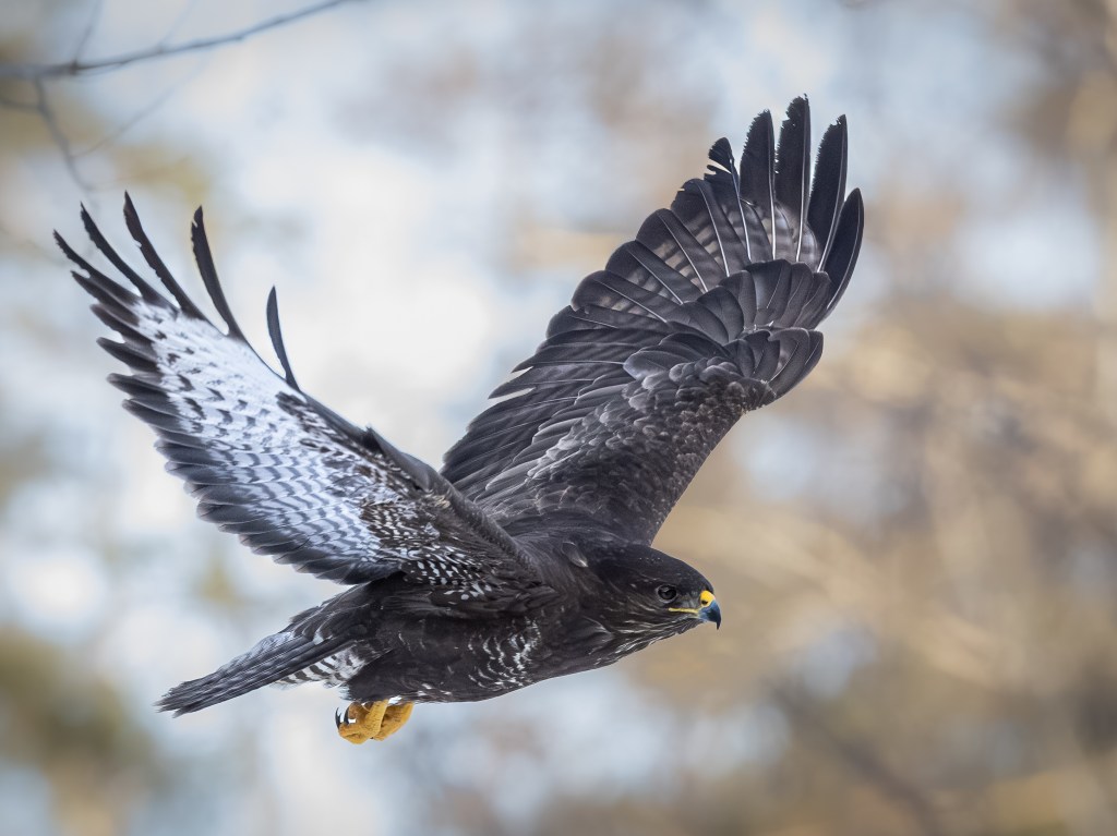 A Eurasian buzzard in flight with wings fully extended against a soft background.