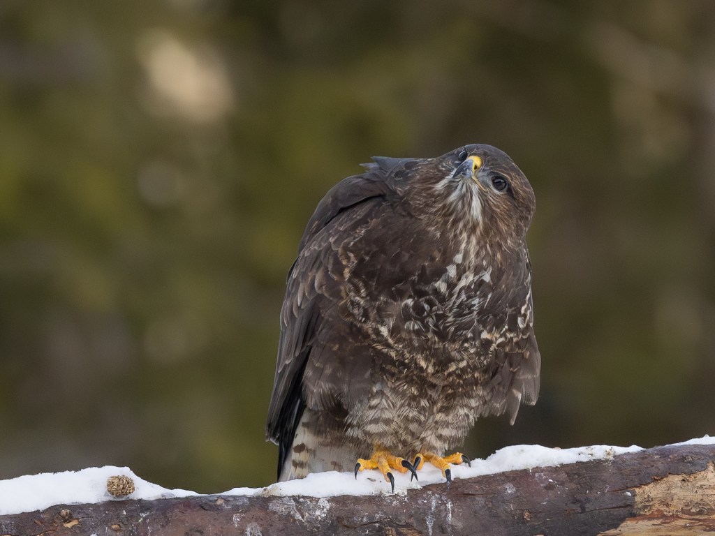 A Eurasian buzzard perched on a branch, looking alert while observing its surroundings in a winter forest.