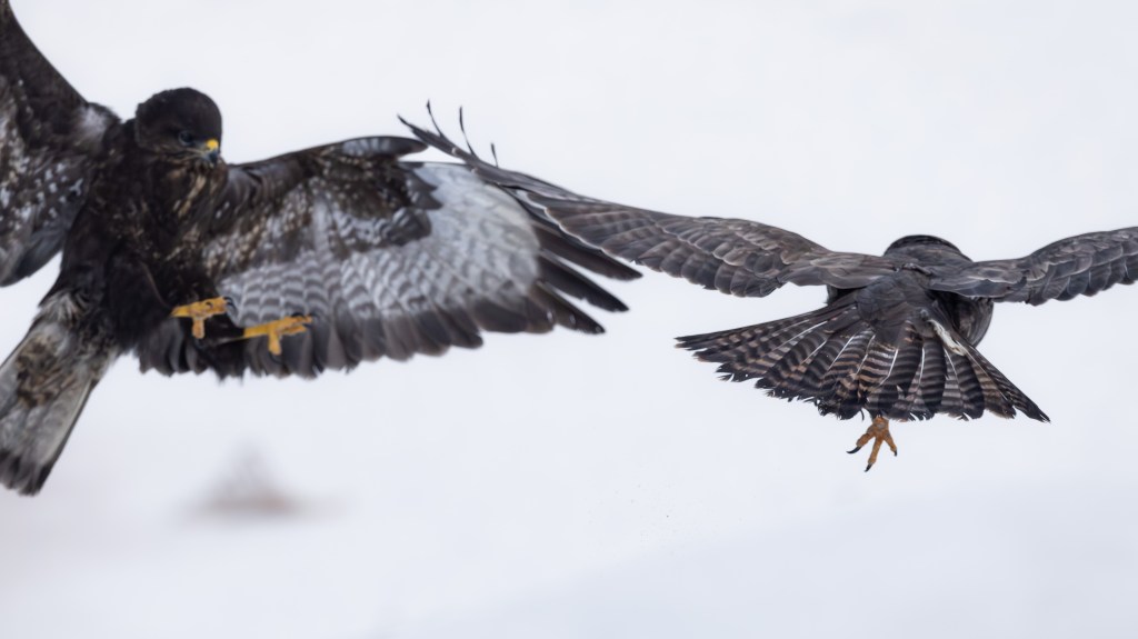 Two Eurasian buzzards in mid-air, one approaching while the other reacts, wings spread.