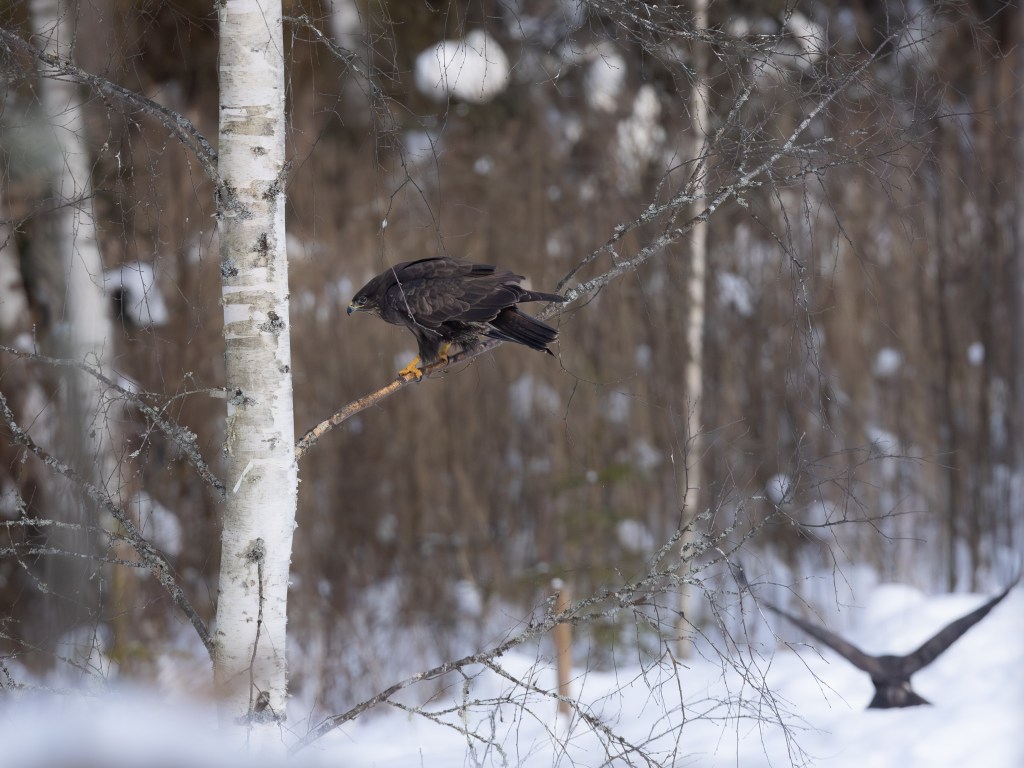A buzzard flying low over a snowy background, wings partially folded as it moves away.