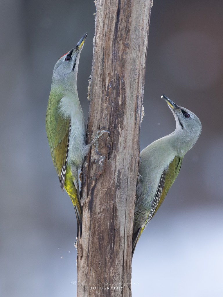 Male and female grey-headed woodpeckers feeding on the same tree trunk.