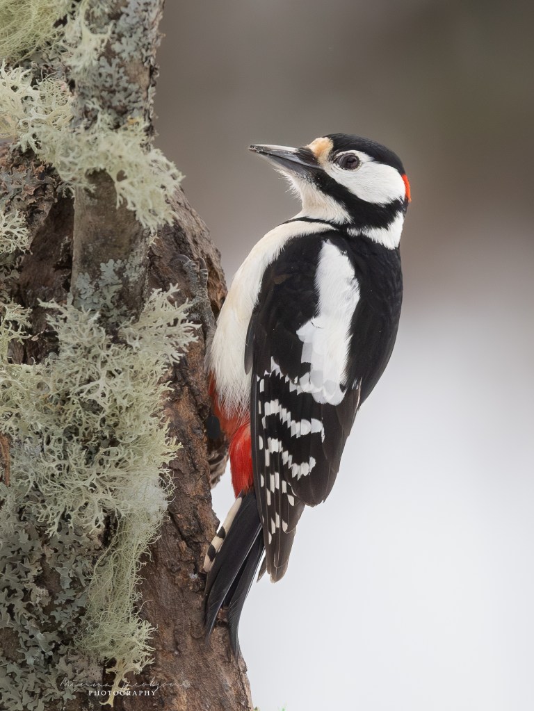 Great spotted woodpecker perched on a tree trunk with lichen in winter.