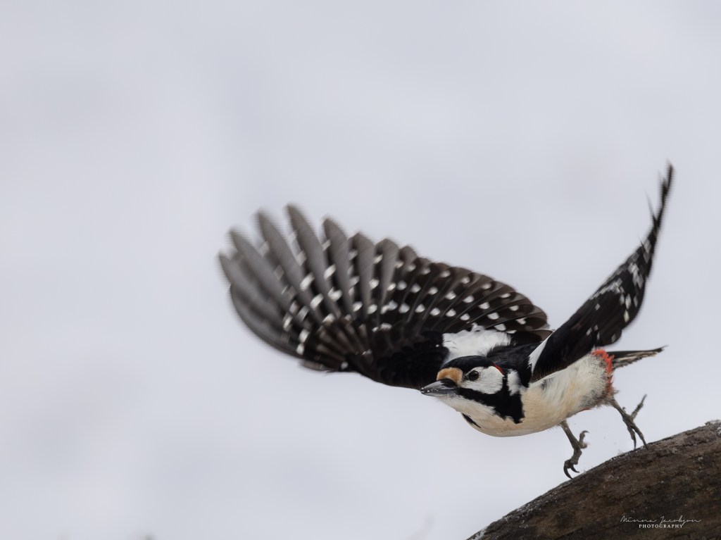 Great spotted woodpecker taking off against a clean, blurred background.