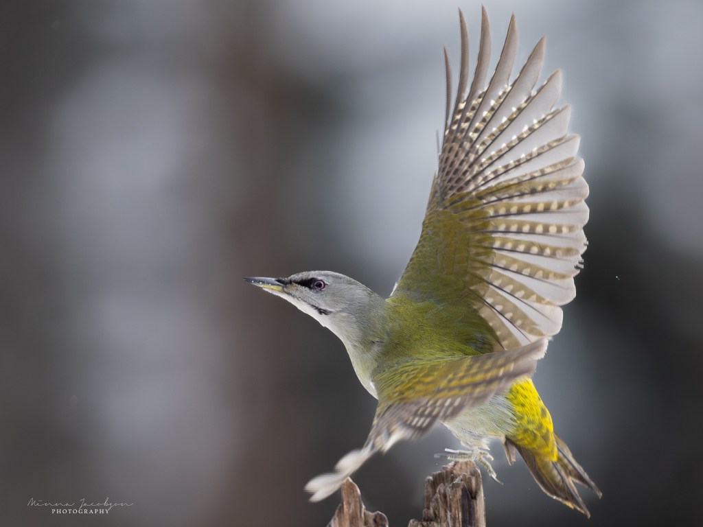 Grey-headed woodpecker taking off from a tree trunk in soft winter light.