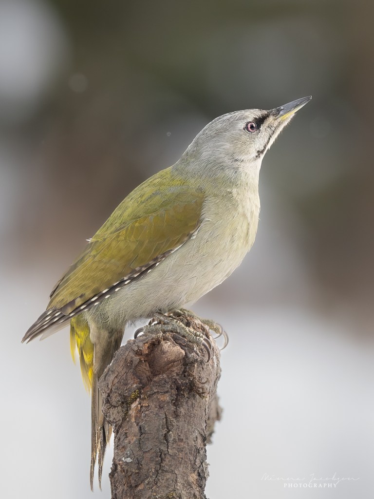 Grey-headed woodpecker perched on a tree trunk in winter forest light.