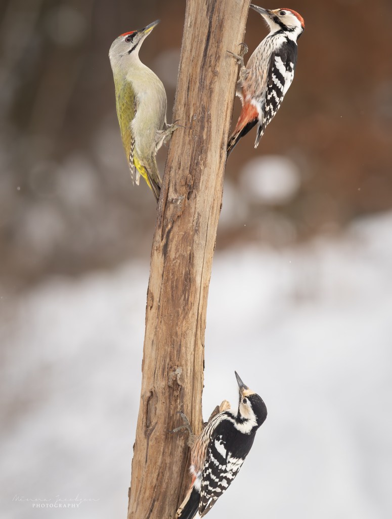 Grey-headed woodpecker and two white-backed woodpeckers on the same tree trunk in winter forest.