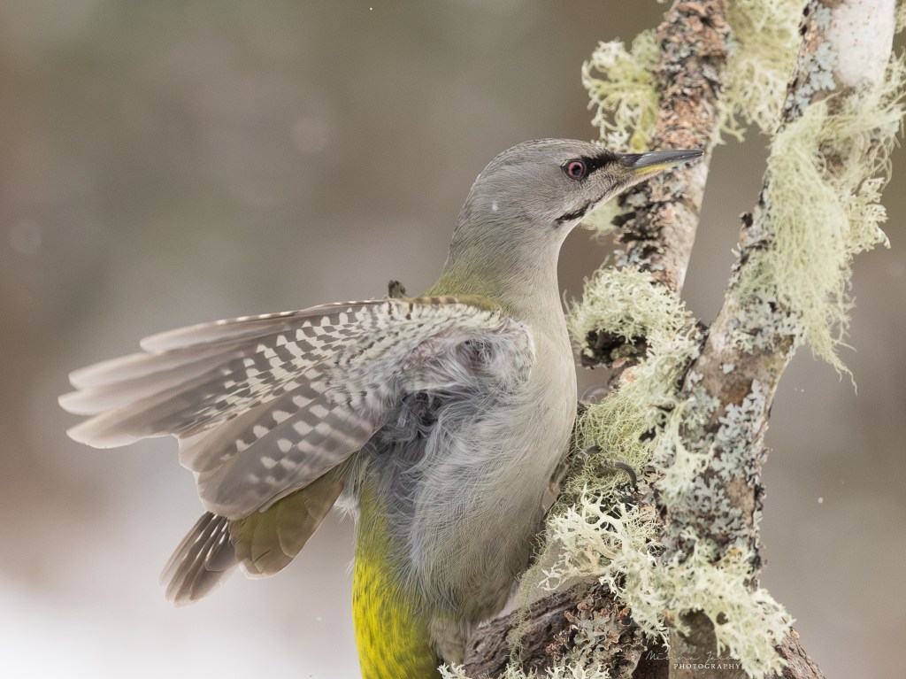 Grey-headed woodpecker with wings slightly open on a lichen-covered tree trunk.