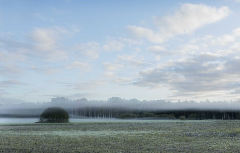 Birch trees in early morning mist in an open autumn field, trunks emerging from soft layered fog.