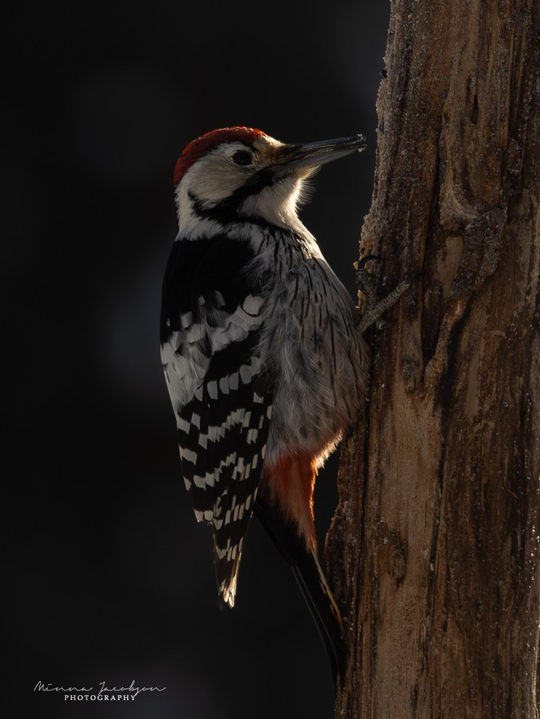 White-backed woodpecker perched on a tree trunk in low morning light against a dark forest background.