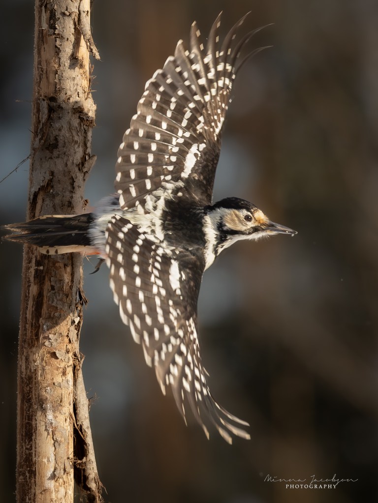 White-backed woodpecker in flight from a tree trunk in early morning light.