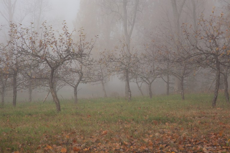 Apple trees in thick autumn mist in Lohja, soft tonal layers and trees partially veiled by fog.
