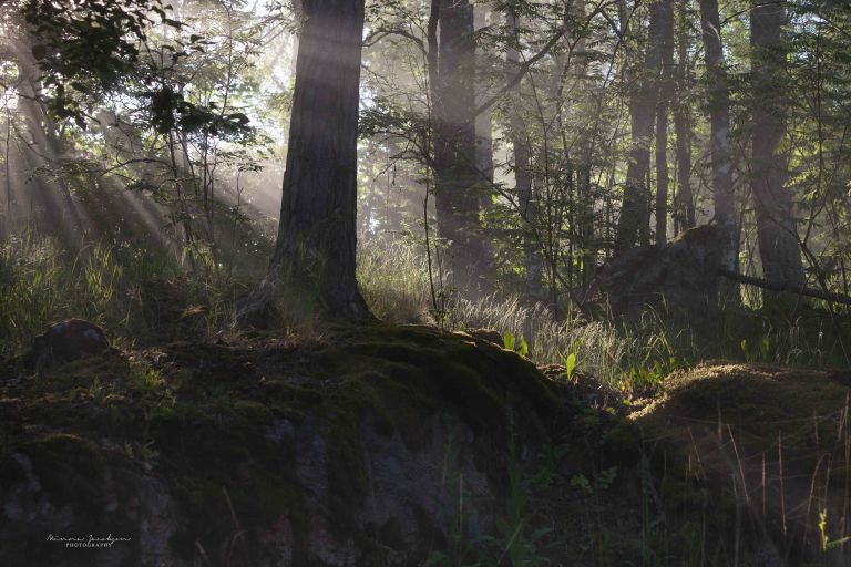 Sunbeams breaking through dense mist in a Finnish forest, light rays visible between tree trunks.