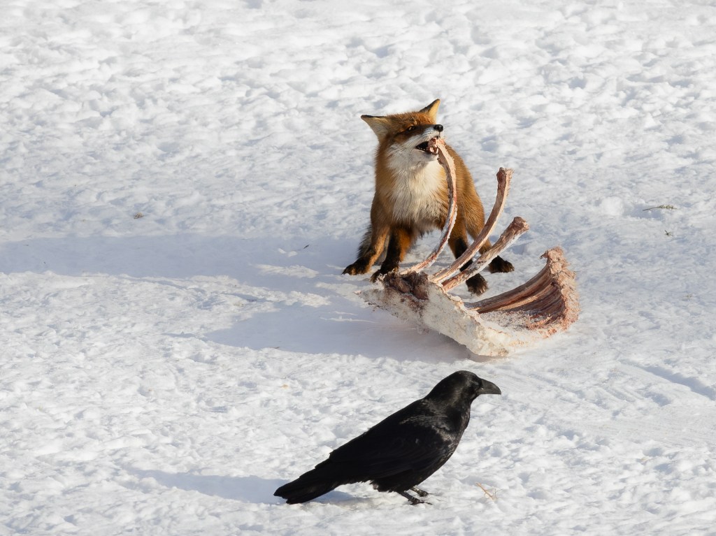 Red fox dragging a large cattle skeleton across snowy ground in Estonia.