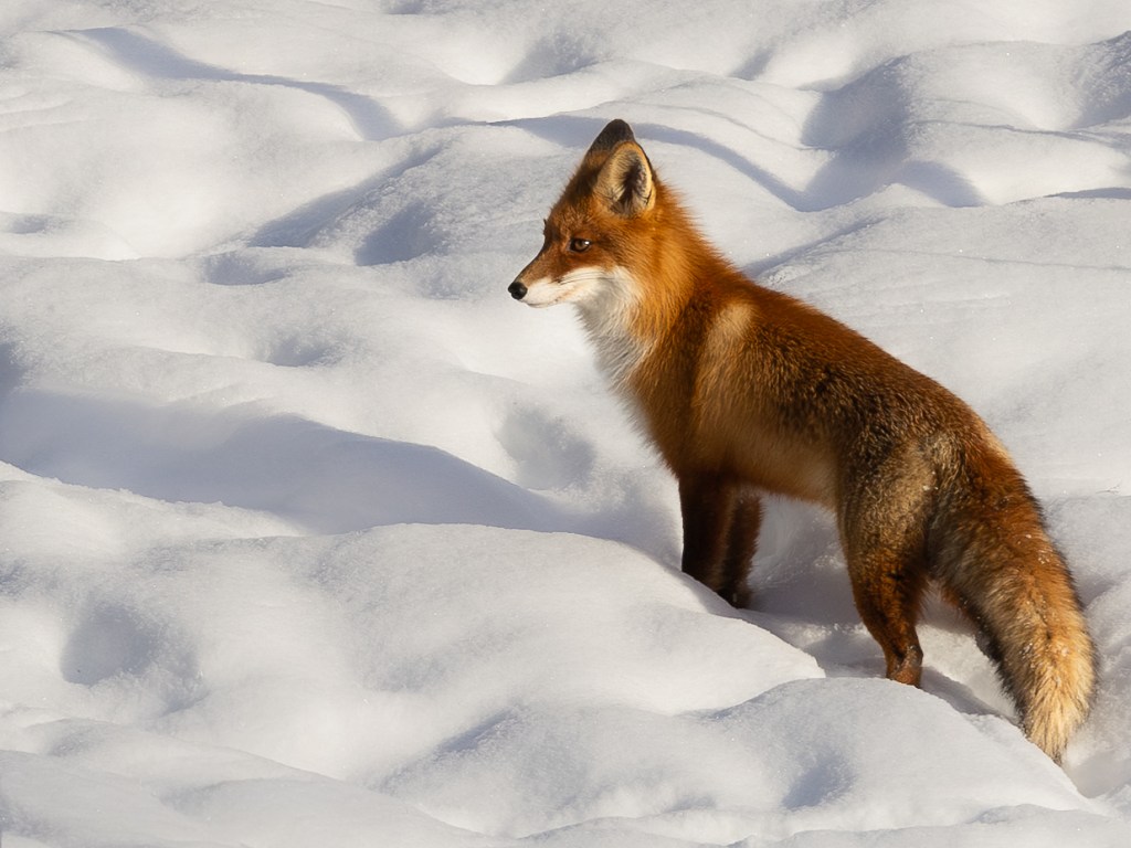 Red fox walking across a snowy field in winter light.