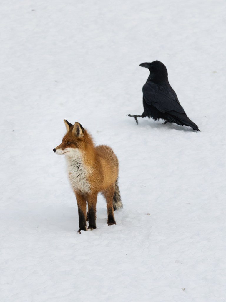 Red fox standing in snowy landscape with a raven nearby in Estonia.