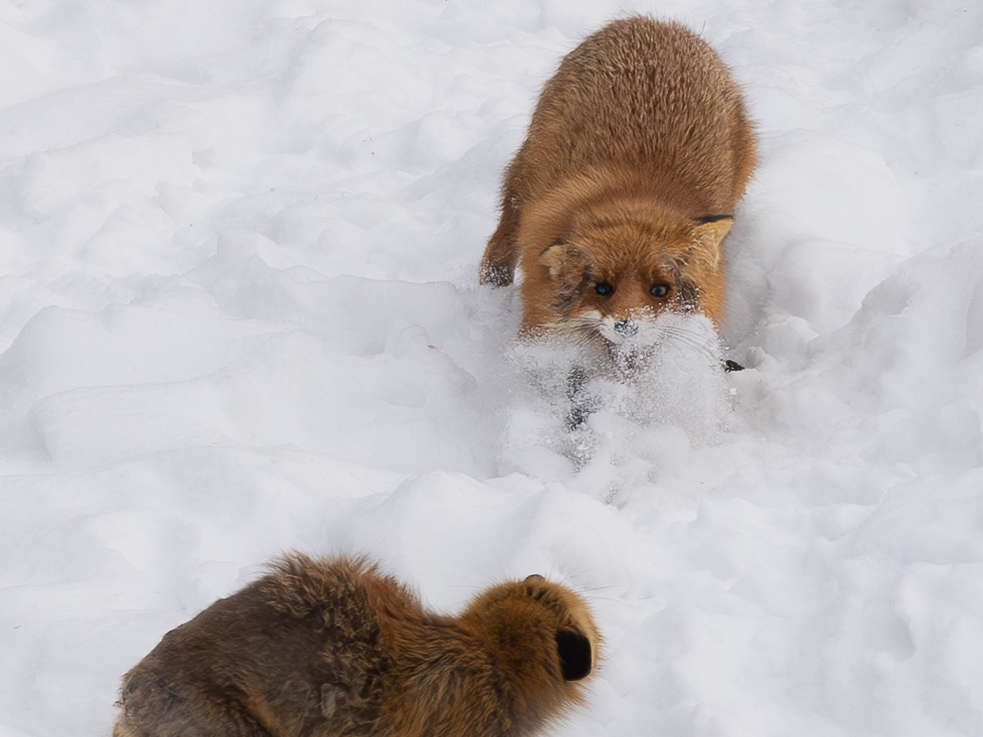 Two red foxes facing each other in the snow during a territorial confrontation.