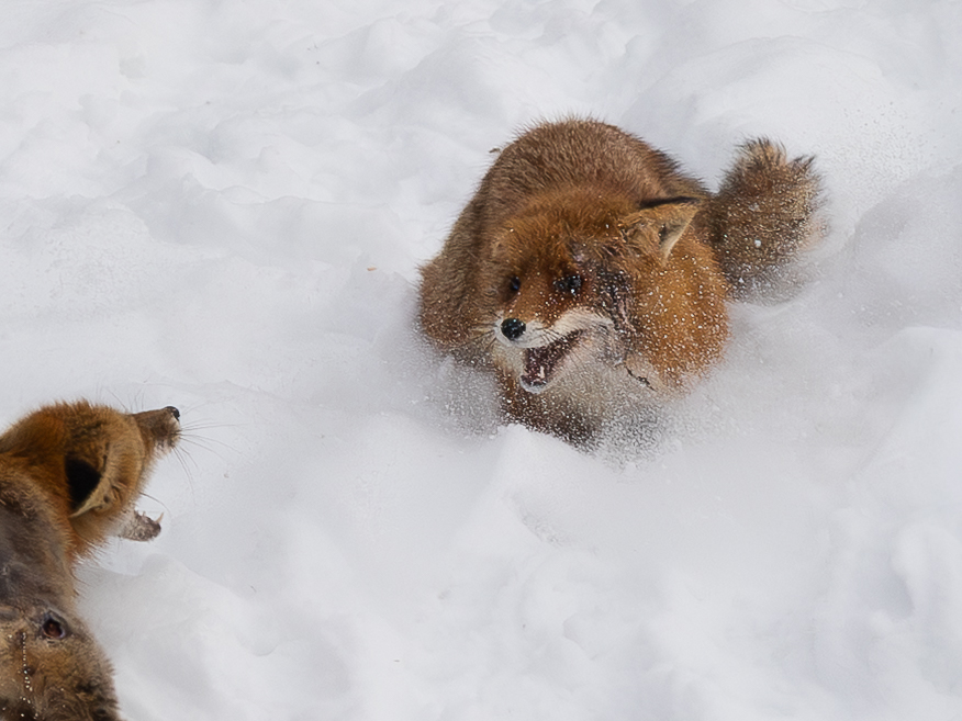 Two red foxes facing each other in the snow during a territorial confrontation.
