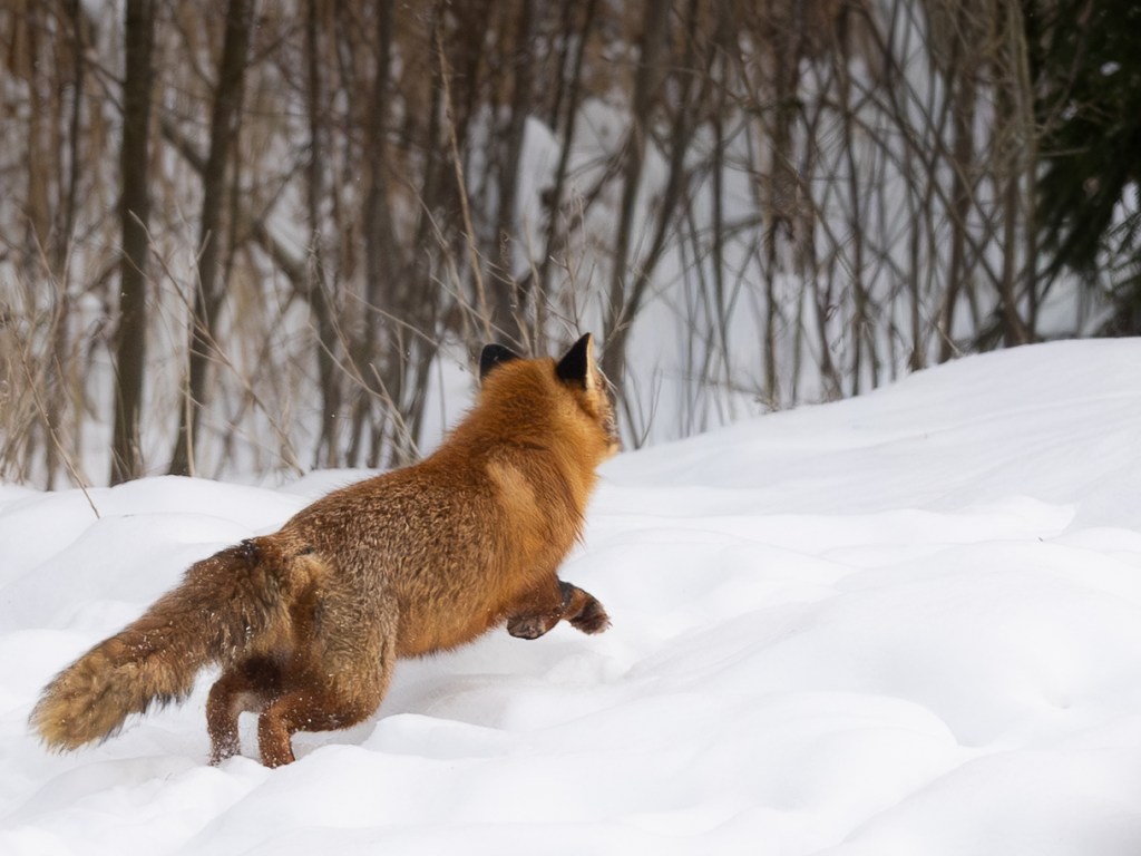 Red fox running across snow to defend its food cache.