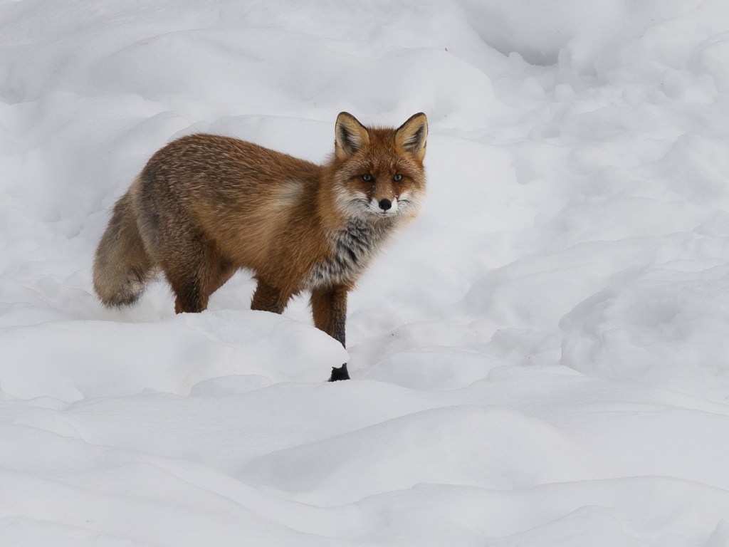 Close view of a red fox standing alert in a snowy winter landscape.