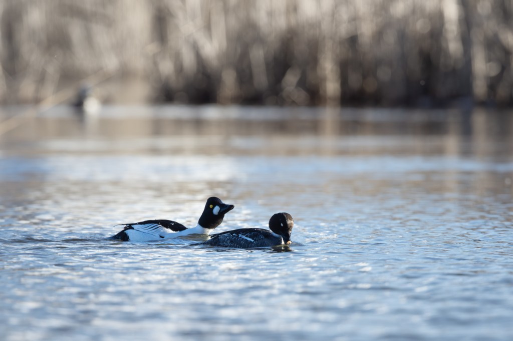 Male and female common goldeneye swimming side by side on open water in early spring light at Suomenoja.