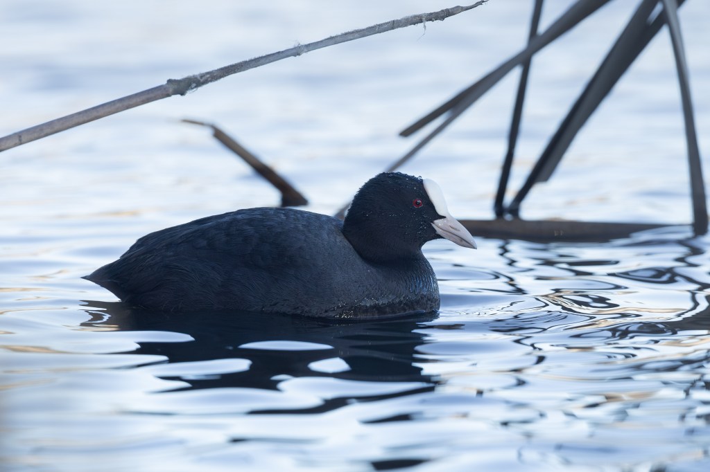 Close-up of an Eurasian coot floating on calm water, showing its white bill and red eye.