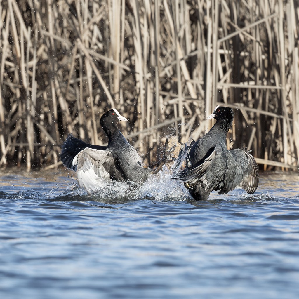 Two Eurasian coots in mid-fight, wings raised and water splashing dramatically around them.