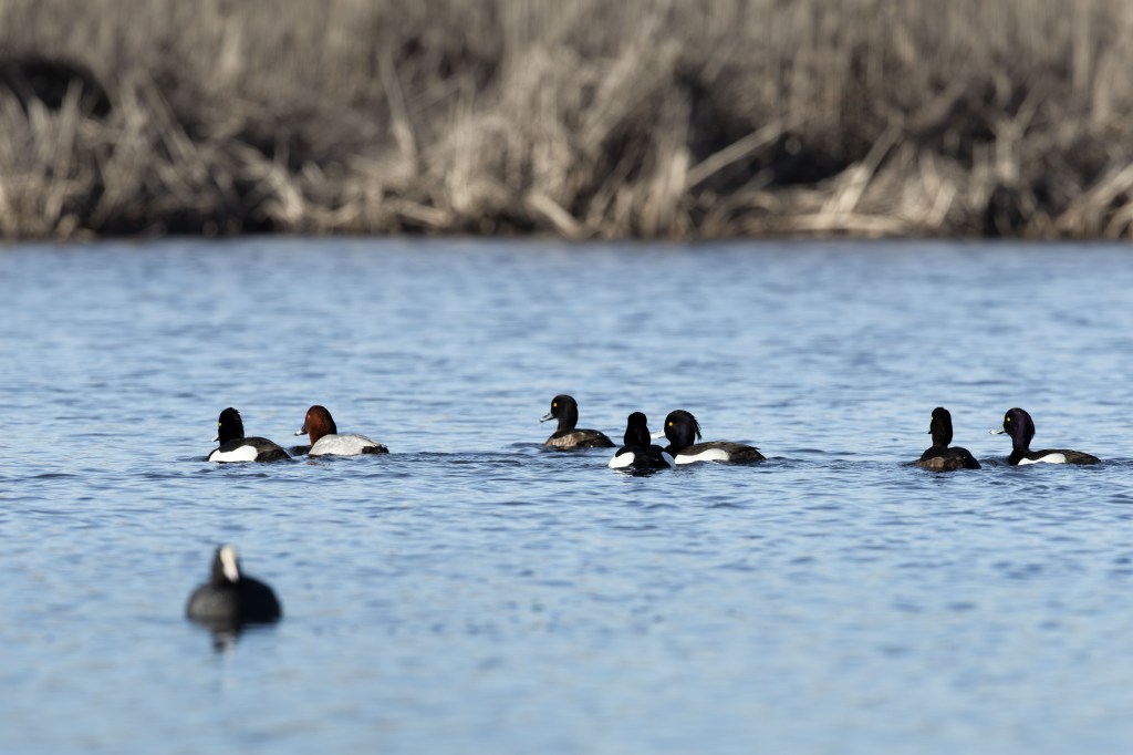 Group of diving ducks, including common pochards and tufted ducks, swimming together on open water.