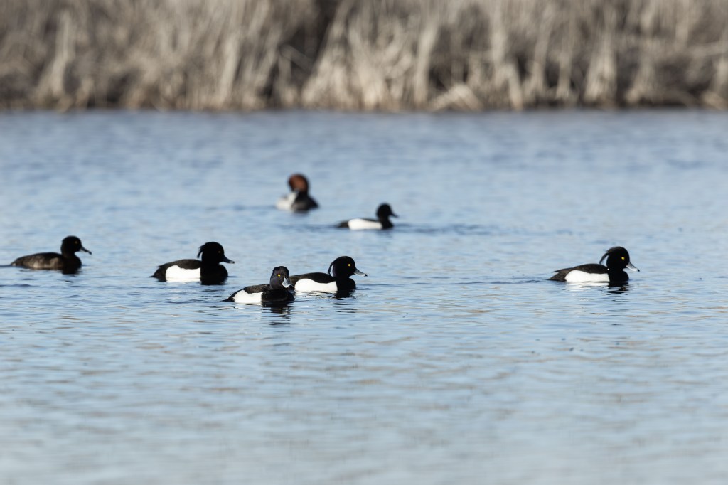 Several tufted ducks with yellow eyes swimming in a loose group on calm water. Suomenoja, Finland.