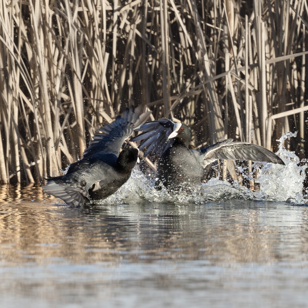Two Eurasian coots fighting on the water, wings spread and water splashing around them.