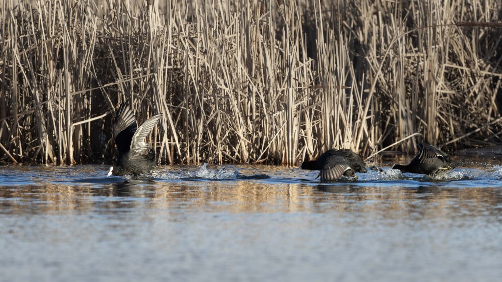 Eurasian coots running across the water surface during a territorial chase.