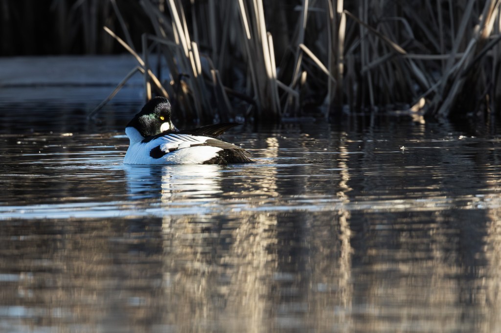 Male common goldeneye swimming in warm evening light with reflections of reeds in the water.