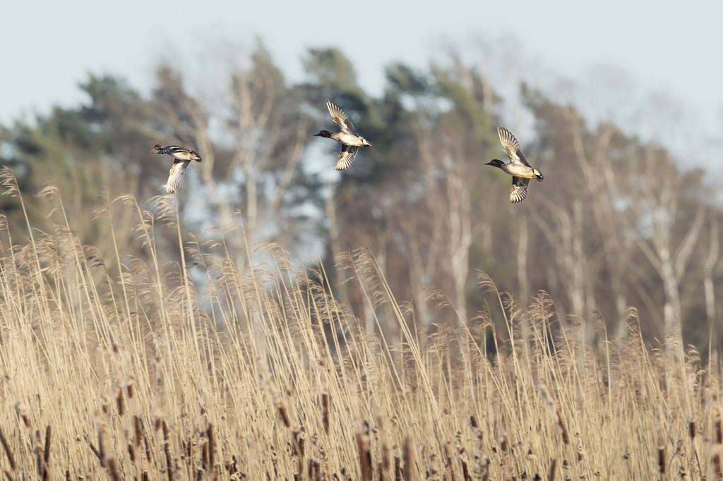 Three common teals flying over tall dry reeds with trees in the background. Suomenoja, Finland.