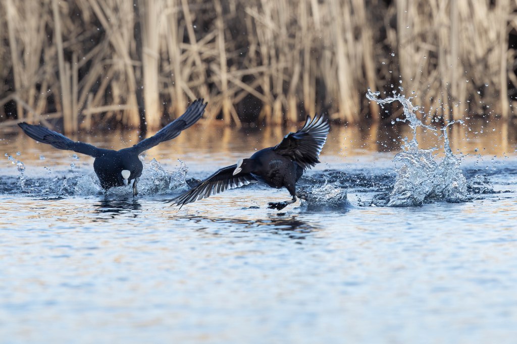 Two Eurasian coots fighting on the water with large splash frozen in motion.