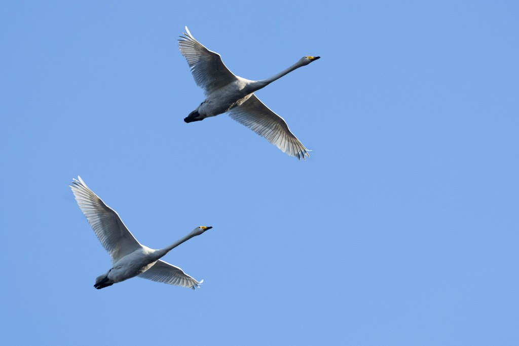 Two whooper swans flying against a clear blue sky, wings fully spread.