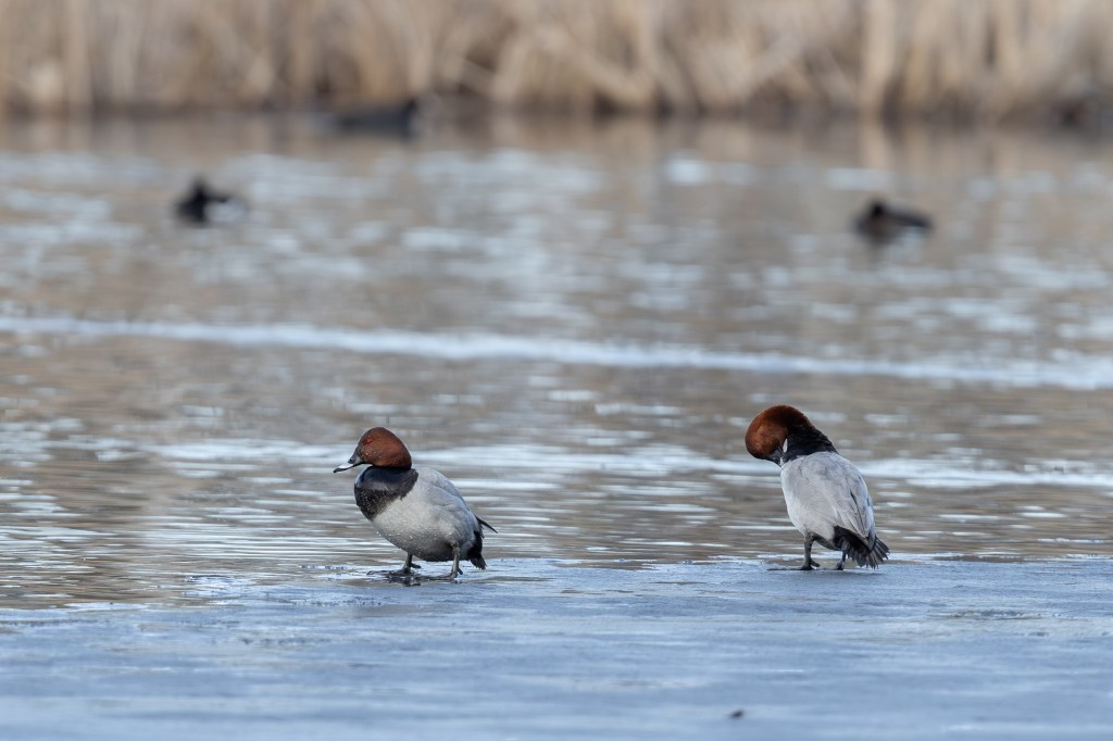 wo male common pochards standing on thin ice near open water at a wetland in early spring.