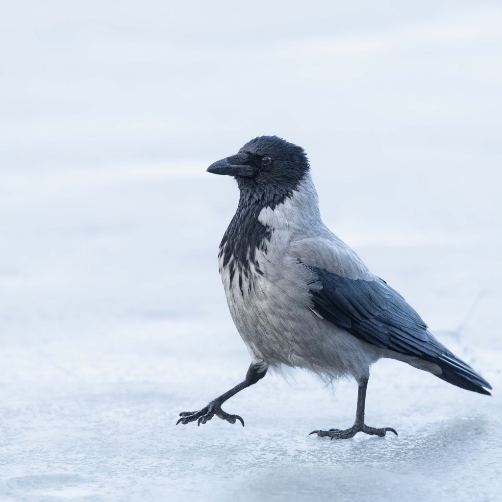 Hooded crow walking across smooth ice, one foot lifted mid-step.